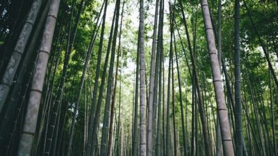 Growth Trees