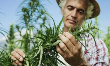 Cannabis Farmer