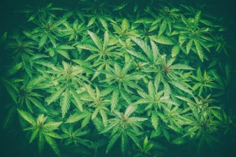 Cannabis Plant Leaves