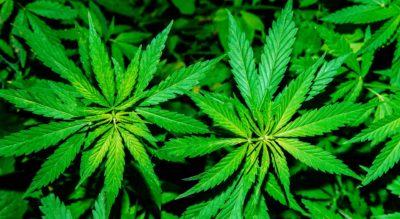 Bright Green Hemp Leaves