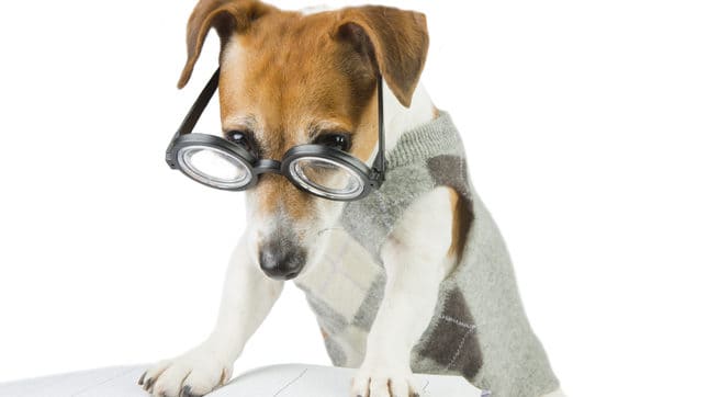 Smart Jack russell terrier with glasses